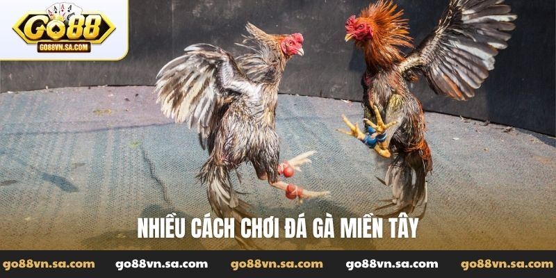 Nhiều cách chơi đá gà miền Tây
